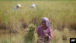 စပါးရိတ်သိမ်းနေတဲ့ ကမ္ဘောဒီးယား လယ်သမား။ 