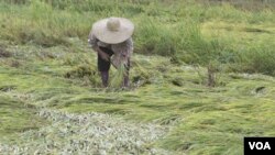 Pemerintah mulai mengimpor beras dari Vietnam dan Thailand tahun lalu, karena banyaknya gagal panen di dalam negeri.