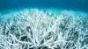 UN Puts Australia on Notice: Do More to Save Reef