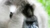 Endangered Primate Offers Clues to Climate Change