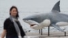 Australia Plans Shark Kill to Protect Swimmers