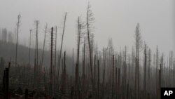 Una fuerte tormenta sobre el norte de Europa desde el 21 de diciembre ha causado daños en bosques, inundaciones en áreas urbanas e interrupciones en medios de transporte. 