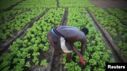 Un fermier en Côte d'Ivoire, l'un des pays qui recevront l'aide européenne (Reuters/Thierry Gouegnon)