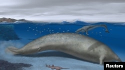 Perucetus colossus, una de las primeras ballenas de Perú que vivió hace unos 38-40 millones de años, un mamífero marino parecido a un manatí que puede haber excedido en masa a la ballena azul. Alberto Gennari/via REUTERS