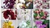 Will Trump and Kim Receive Orchid Diplomacy in Singapore?