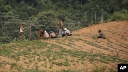 지난 6월 북한 평양 인근의 밭에서 농부들이 씨를 심고 있다.