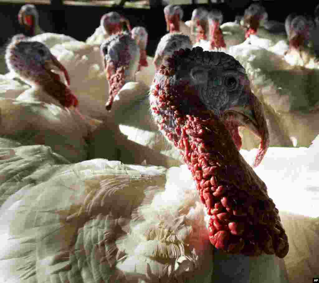 Bayram dasturxonining ko'rki bu turka ekan, ularning bozori chaqqon