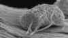 Microbes Produce Electricity from Sewage