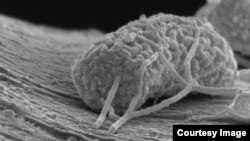 A microbes clings to a carbon filament, serving as an efficient electrical conductor. (Xing Xie, Stanford Engineering)
