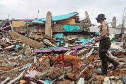 Seorang polisi dengan anjing pelacak mencari korban di sebuah reruntuhan bangunan yang roboh akibat gempa di Mamuju, Sulawesi Barat, Minggu, 17 Januari 2021.