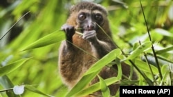 This 2019 photo provided by Noel Rowe and Centre ValBio shows a golden bamboo lemur in Madagascar. (Noel Rowe/Centre ValBio via AP)