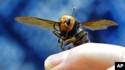 An Asian giant hornet from Japan is held on a pin by Sven Spichiger, an entomologist with the Washington state Dept. of Agriculture, Monday, May 4, 2020, in Olympia, Wash. (AP Photo/Ted S. Warren)