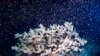 Australia Janjikan $704 juta untuk Selamatkan Great Barrier Reef