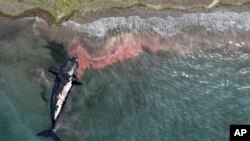 Una ballena muerta es remolcada lejos de la costa cerca de Puerto Madryn, Argentina, el 4 de octubre de 2022.