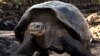 Kura-kura raksasa berjalan di Taman Nasional Galapagos di Puerto Ayora di Pulau Santa Cruz di Galapagos, Ekuador, 8 Mei 2009. (Foto: AP)