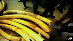 CORRECTION Zimbabwe Elephant Ivory