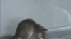 Scientists Using Giant Rats to Diagnose TB
