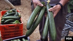 Petani timun Spanyol menunjukkan produk pertaniannya di Algarrobo, Spanyol selatan. Jerman tadinya menuduh timun Spanyol penyebab wabah E. coli, namun tuduhan ini tidak terbukti.
