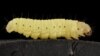 Quiz - Plastic Eating Worms May Cut Pollution
