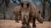 Malaysian Rhino Horn Seizure Worth Over $3 Million 