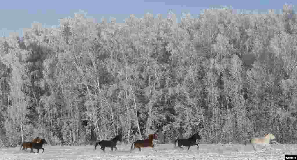 Draft horses gallop through a field, with the air temperature at about minus 24º C (-11.2º F), outside Malaya Tumna village south of the Siberian city of Krasnoyarsk, Russia, Jan. 4, 2016.