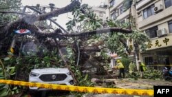 Esta imagen tomada y publicada por la Agencia Central de Noticias de Taiwán (CNA) el 31 de octubre de 2024 muestra un automóvil debajo de un árbol arrancado de raíz en la ciudad de Nueva Taipei, mientras el súper tifón Kong-rey se acercaba a la costa en Taitung.