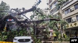 This picture taken and released by Taiwan’s Central News Agency (CNA) on October 31, 2024 shows a car under an uprooted tree at New Taipei City, as Typhoon Kong-rey neared the coast in Taitung.