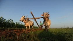နေပြည်တော်မှာ စစ်တပ်က မြေယာသိမ်းမှု ဒေသခံတွေ ကန့်ကွက်