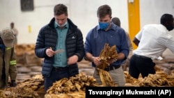 Zimbabwe Tobacco