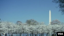 Los Cherry Blossom adornan la ciudad por aproximadamente un mes, durante estas festividades.