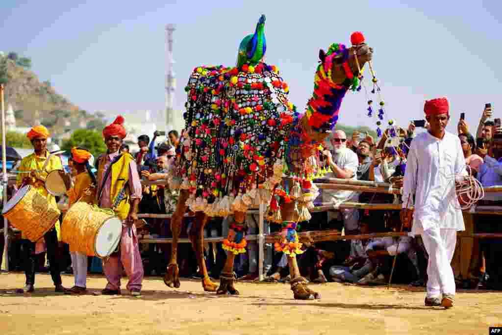 A camel takes part in the 'camel decoration competition' during the annual Camel Fair in Pushkar, India.