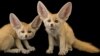 Photographer Hopes to Save Animals by Taking Pictures of Them