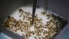 Zika Infects 9 Pregnant US Travelers to Latin America