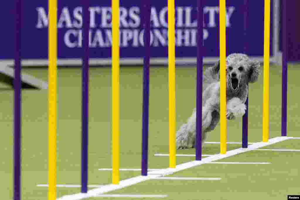 Shelby, a Poodle, competes during the the Masters Agility Championship ahead of the 149th Annual Westminster Kennel Club Dog Show at the Jacob Javits Convention Center in New York City, Feb. 8, 2025.