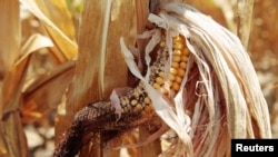La siembra de maíz es una de las más afectadas por la falta de lluvia en la zona conocida como el Corredor Seco de Centroamérica. 