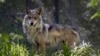 Supervivencia de lobo mexicano requiere nuevo enfoque