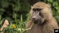 Seekor babon makan tanaman di Taman Nasional Danau Manyara di pinggiran kota Arusha, Tanzania utara. 