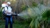 6% des enfants nés aux Etats-Unis de mères infectées par le Zika avaient des malformations