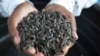 A worker holds maggots at a breeding center in Chinhoyi, Zimbabwe, on Oct. 19, 2024.