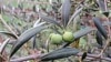 This arbequina tree is producing a good crop of olives.