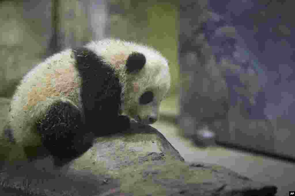 2014年1月6日，年龄四个半月的宝宝在华盛顿动物园的熊猫室首次会见公众