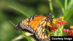 Las mariposas monarca en el este de Estados Unidos migran miles de kilómetros hasta México para pasar ahí el invierno y es considerado el insecto de Illinois.