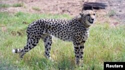 A cheetah is seen after India's Prime Minister Narendra Modi released it following its translocation from Namibia, in Kuno National Park, Madhya Pradesh, India, September 17, 2022. (India's Press Information Bureau/Handout via REUTERS)