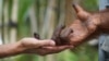 Orangutan Terpaksa Di-Lockdown untuk Antisipasi Bahaya Corona