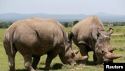 Badak putih di Taman Nasional Laikipia , Kenya (foto; ilustrasi).