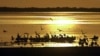 How Birdwatchers, Others Can Help Migrating Bird Populations