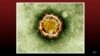 What are coronaviruses?