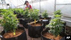 Medical Marijuana 