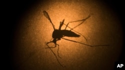 An Aedes aegypti mosquito is photographed through a microscope at the Fiocruz institute in Recife, Pernambuco state, Brazil, Jan. 27, 2016. The mosquito is a vector for the proliferation of Zika virus currently spreading throughout Latin America.