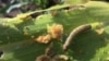 UN Agency Meeting on Armyworm Outbreak in Southern Africa